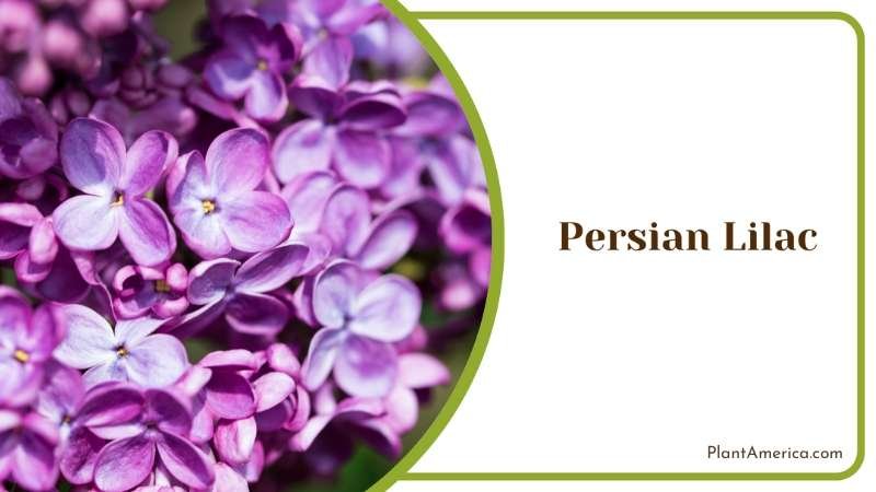 Persian Lilac Bushes Plant America