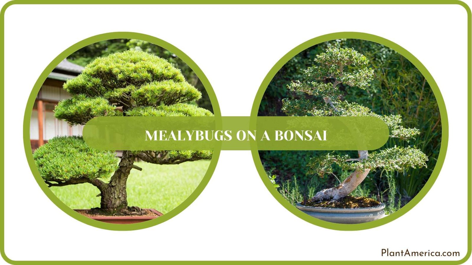 Pest Free Bonsai Tree Plantamerica Pest Free Bonsai Tree Plantamerica