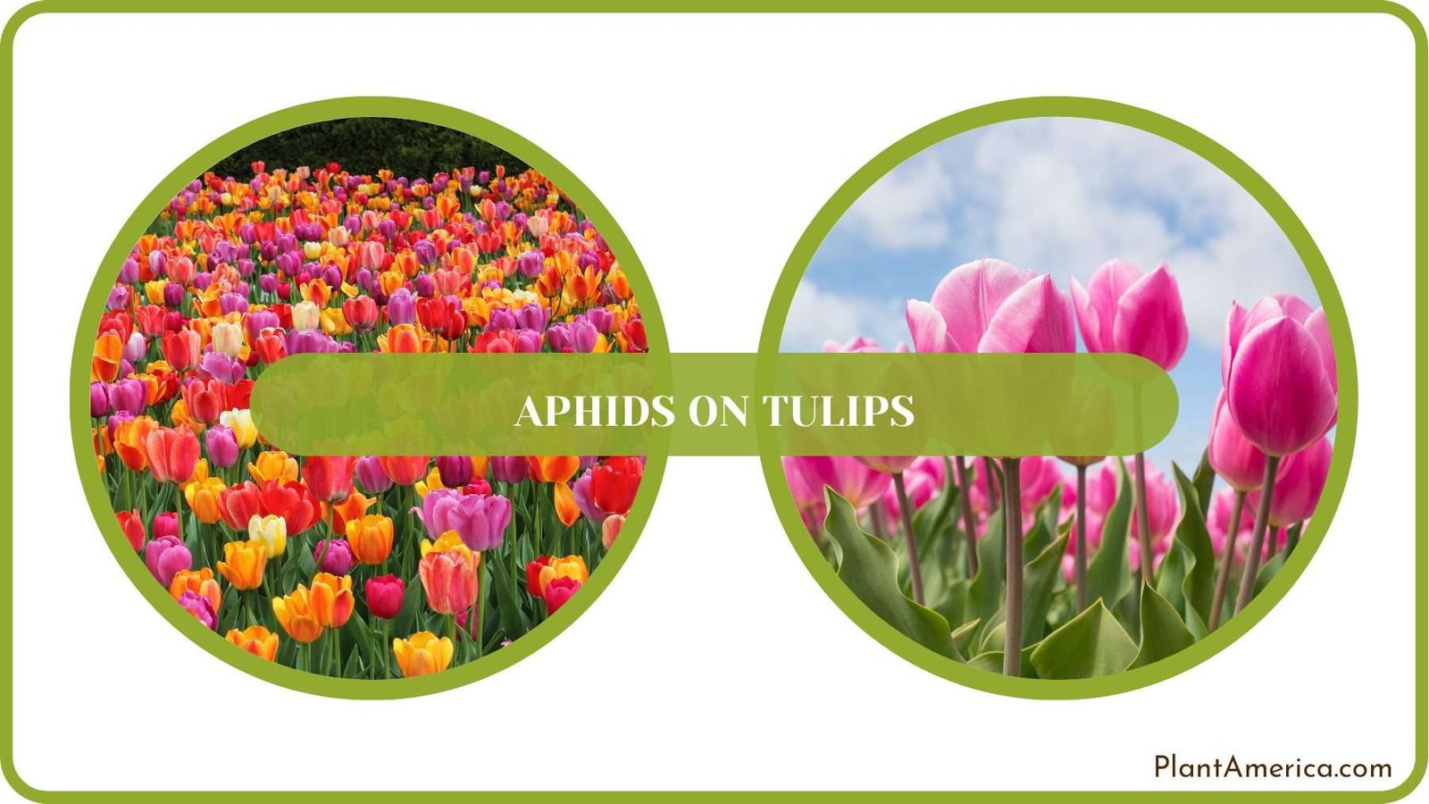 Pest Free Tulips in Garden Plant America