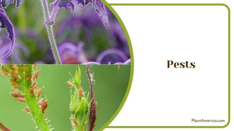 Pests Attacks on Purple Passion Plant Plant America Pests Attacks on Purple Passion Plant Plant America