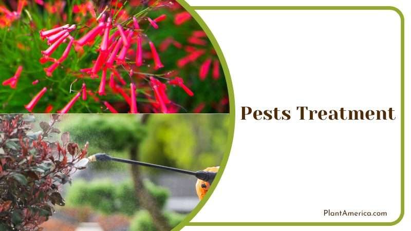 Pests Treatment for Firecracker Plant Plant America