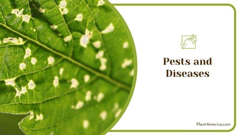 Pests and Diseases in Alocasia Calidora ~ PlantAmerica Pests and Diseases in Alocasia Calidora ~ PlantAmerica