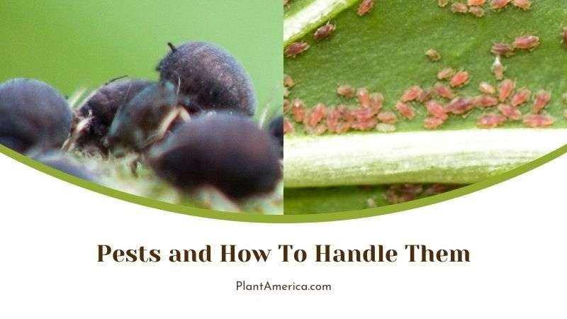 Pests and How To Handle Them Plant America
