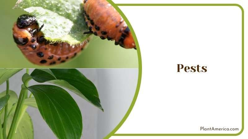 Pests on Philodendron Hastatum Plant America