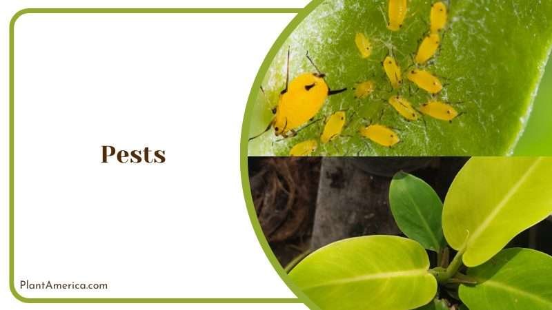 Pests on Philodendron Plowmanii Plant America