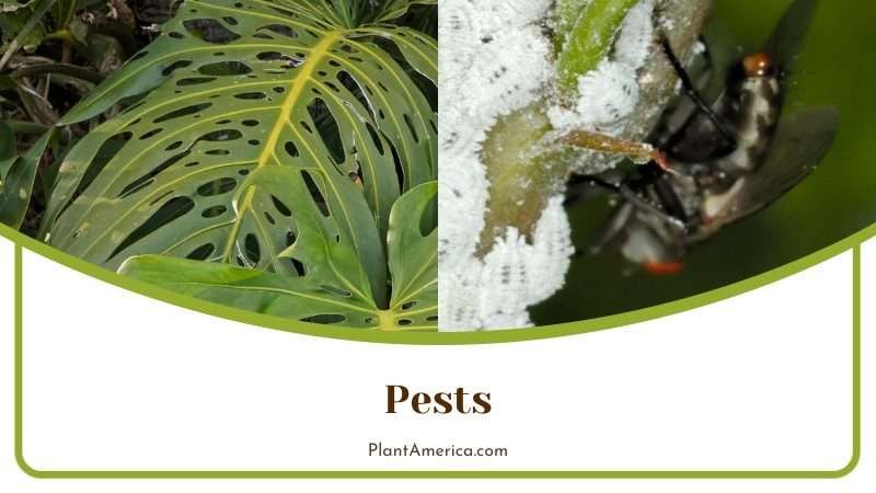 Pests on Philodendron Tortum Plant America