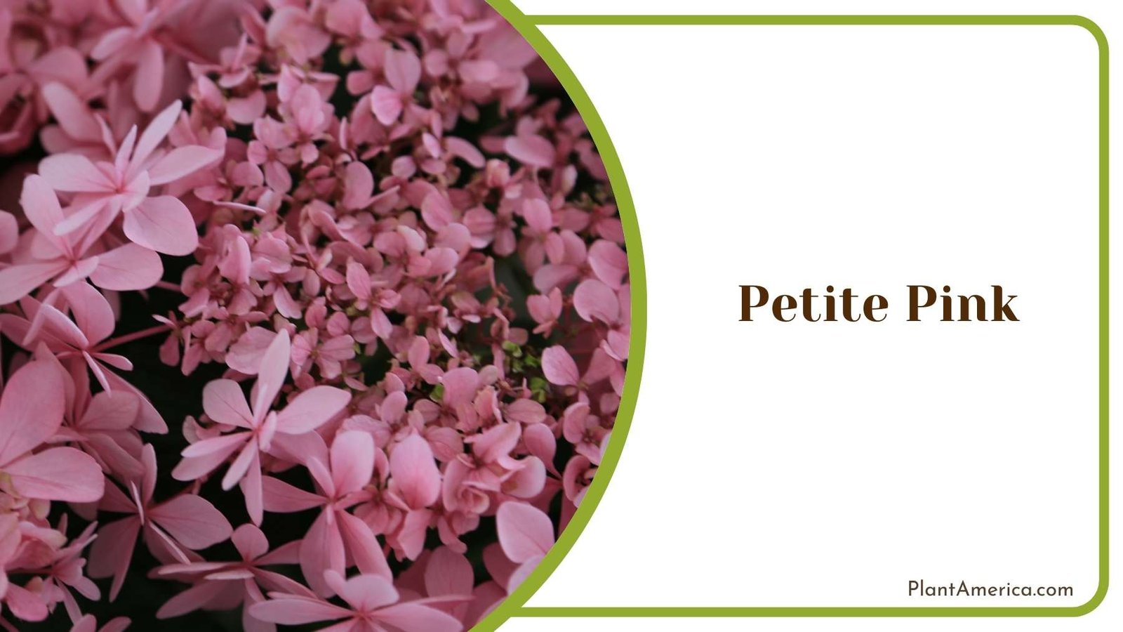 Petite Pink Tiny Flowers Plant America