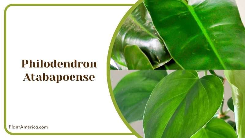 Philodendron Atabapoense Plants Plant America 1