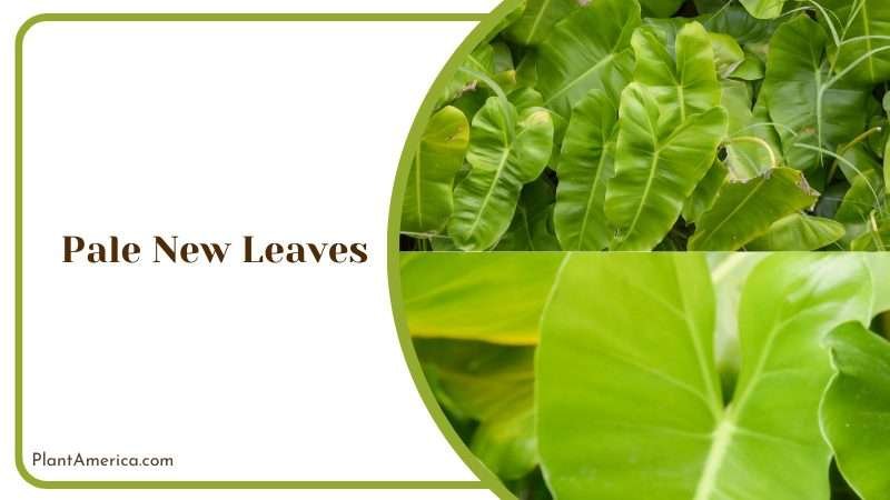 Philodendron Atabapoense Problems Plant America 1