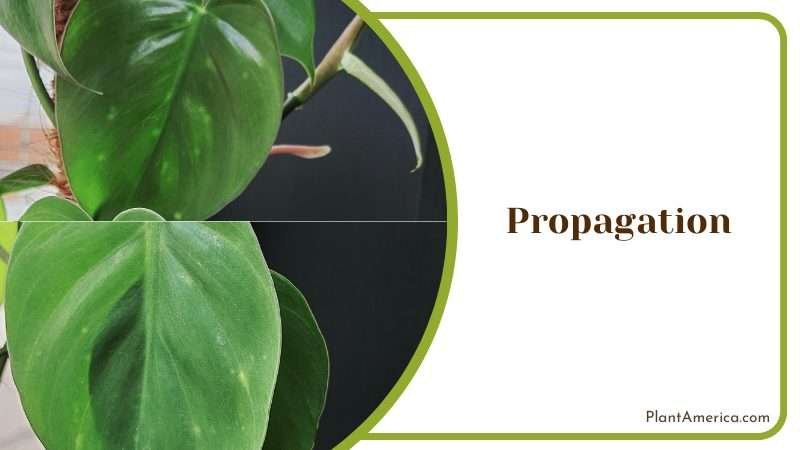 Philodendron Atabapoense Propagation Plant America 1