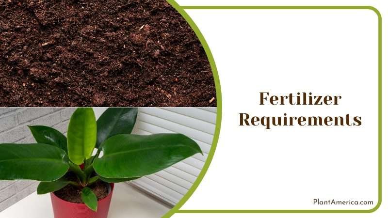 Philodendron Fertilizer Requirements Plant America