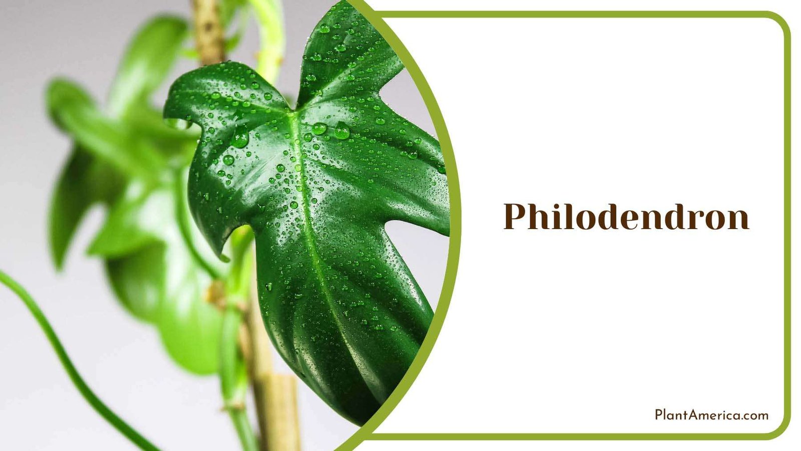 Philodendron Green Leaves Plant America