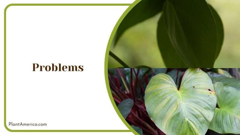 Philodendron Hastatum Problems Plant America
