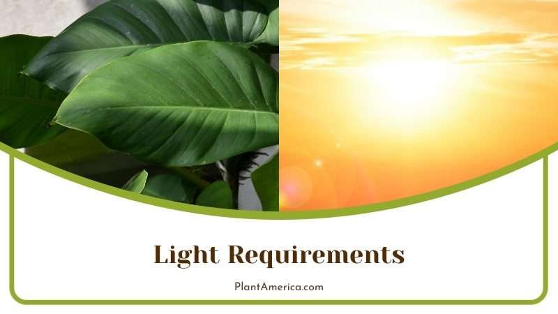 Philodendron Light Requirements Plant America