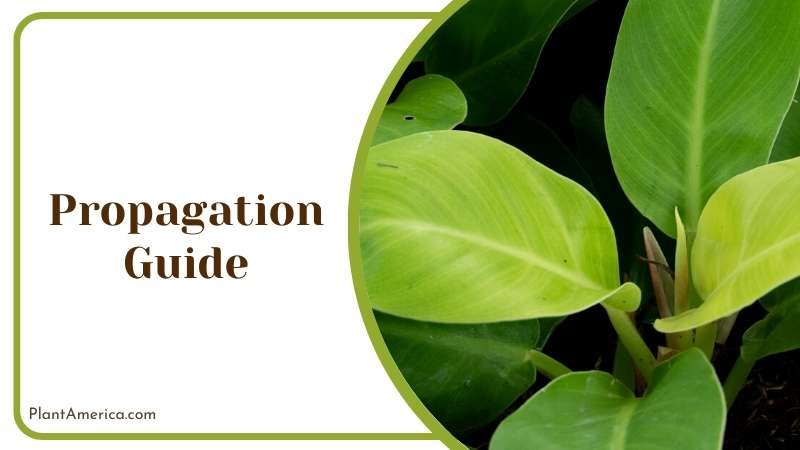 Philodendron Moonlight Propagation Guide Plant America Philodendron Moonlight Propagation Guide Plant America