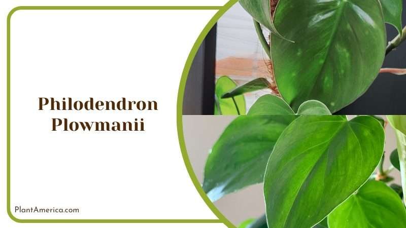 Philodendron Plowmanii Care Guide Plant America