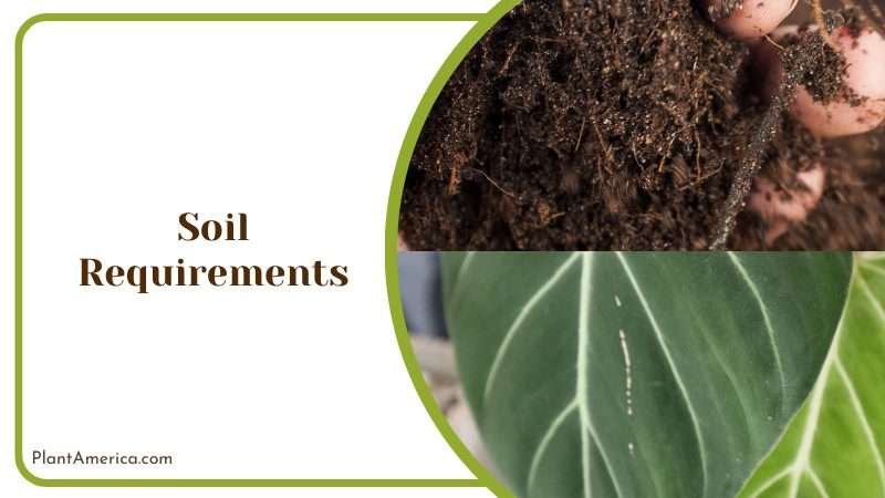 Philodendron Soil Requirements Plant America