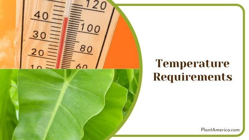 Philodendron Temperature Requirements Plant America