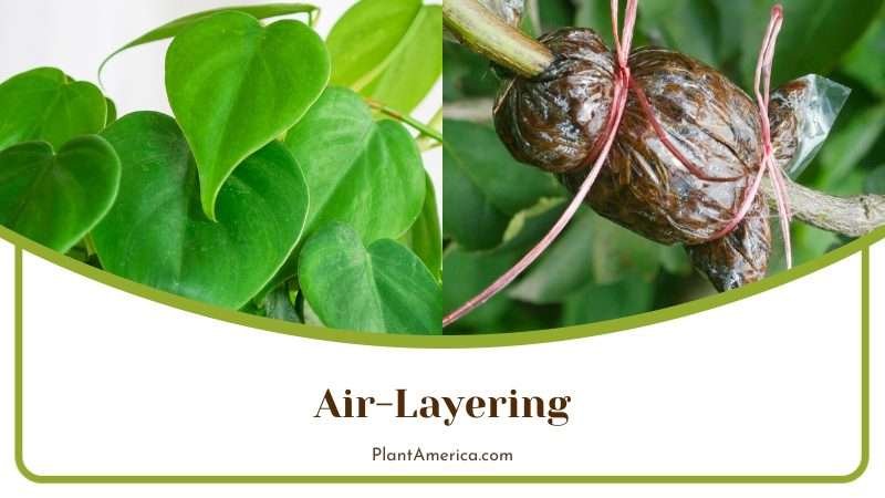 Philodendron Tortum Air Layering Plant America