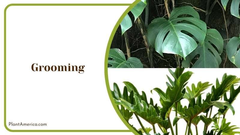Philodendron Tortum Grooming Plant America