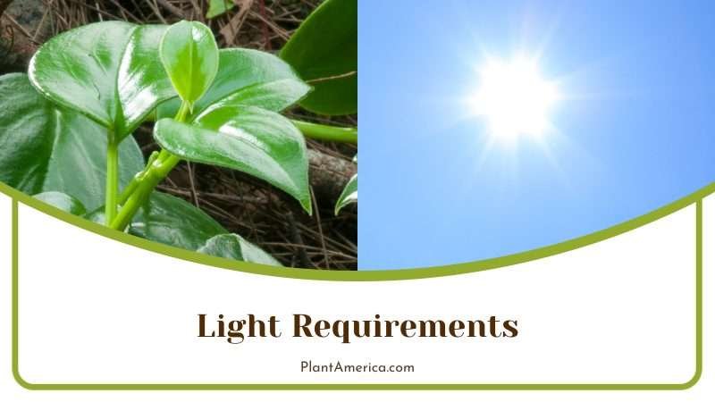 Philodendron Tortum Light Requirements Plant America