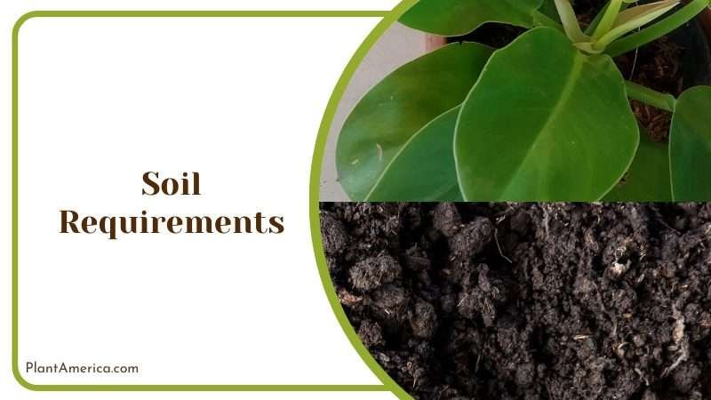 Philodendron Tortum Soil Plant America