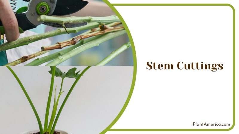 Philodendron Tortum Stem Cuttings Plant America