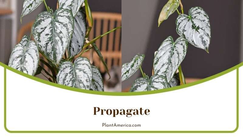 Philodendron White Knight Propagation Plant America Philodendron White Knight Propagation Plant America
