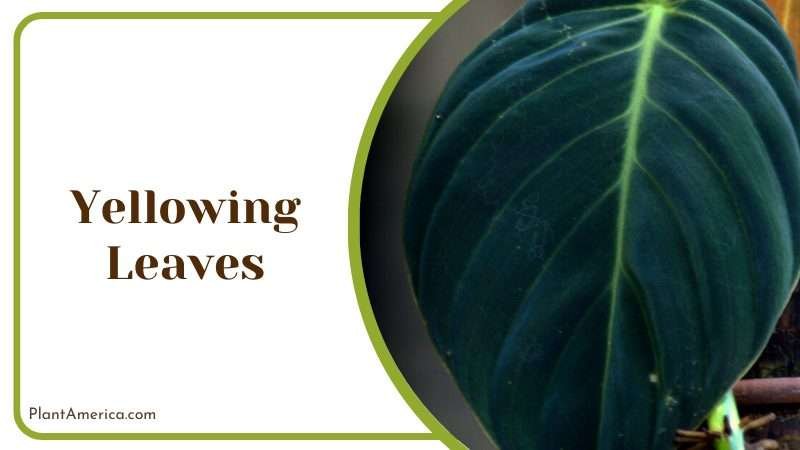 Philodendron gigas illneses Plant America