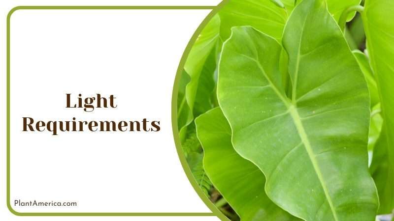Philodendron gigas light requirements Plant America