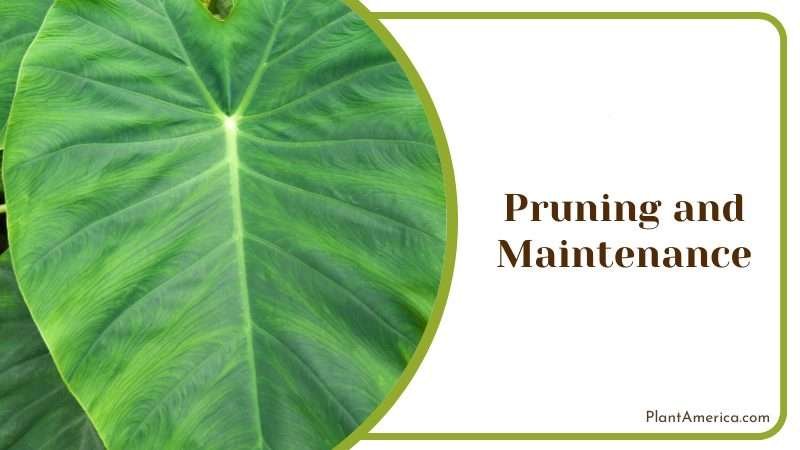 Philodendron gigas propagation Plant America