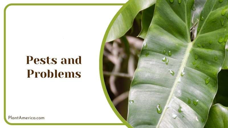 Philodendron mexicanum soil requirements Plant America