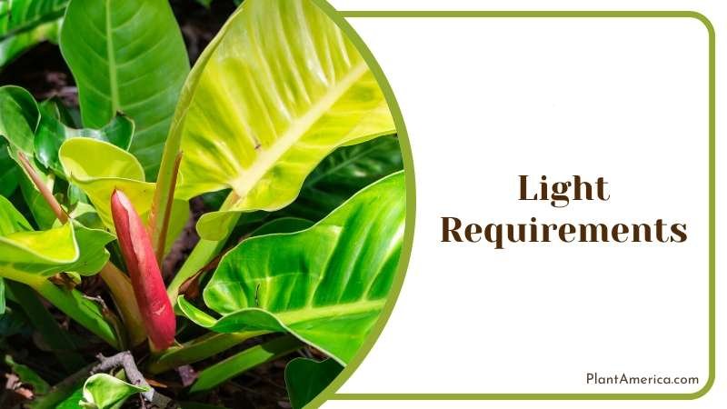 Philodendron moonlight light reqirement Plant America Philodendron moonlight light reqirement Plant America