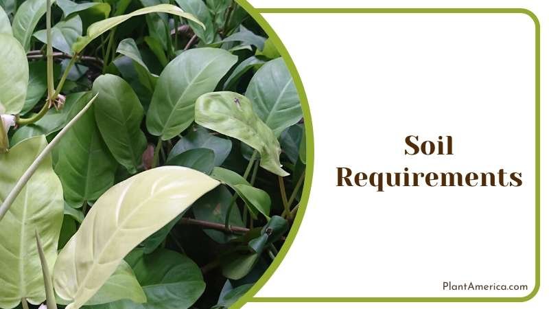 Philodendron moonlight soil requirement Plant America Philodendron moonlight soil requirement Plant America