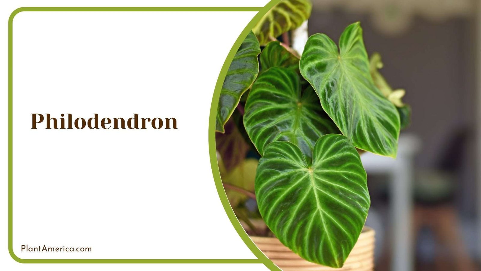 Picturesque Philodendron Leaves Plant America
