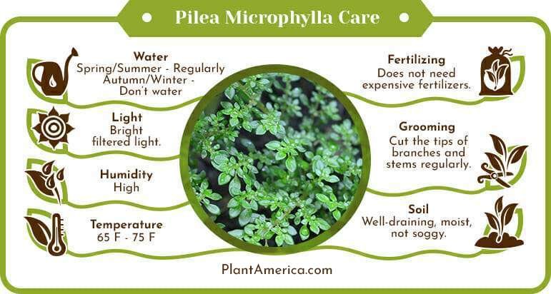 Pilea Microphylla Care Infographic Plant America Pilea Microphylla: Care Guide for This Natural Mat Covering