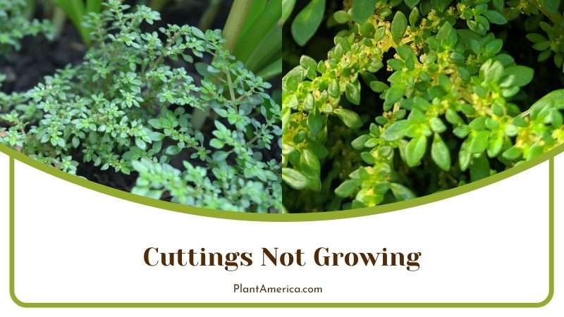 Pilea Microphylla Cuttings Plant America Pilea Microphylla Cuttings Plant America