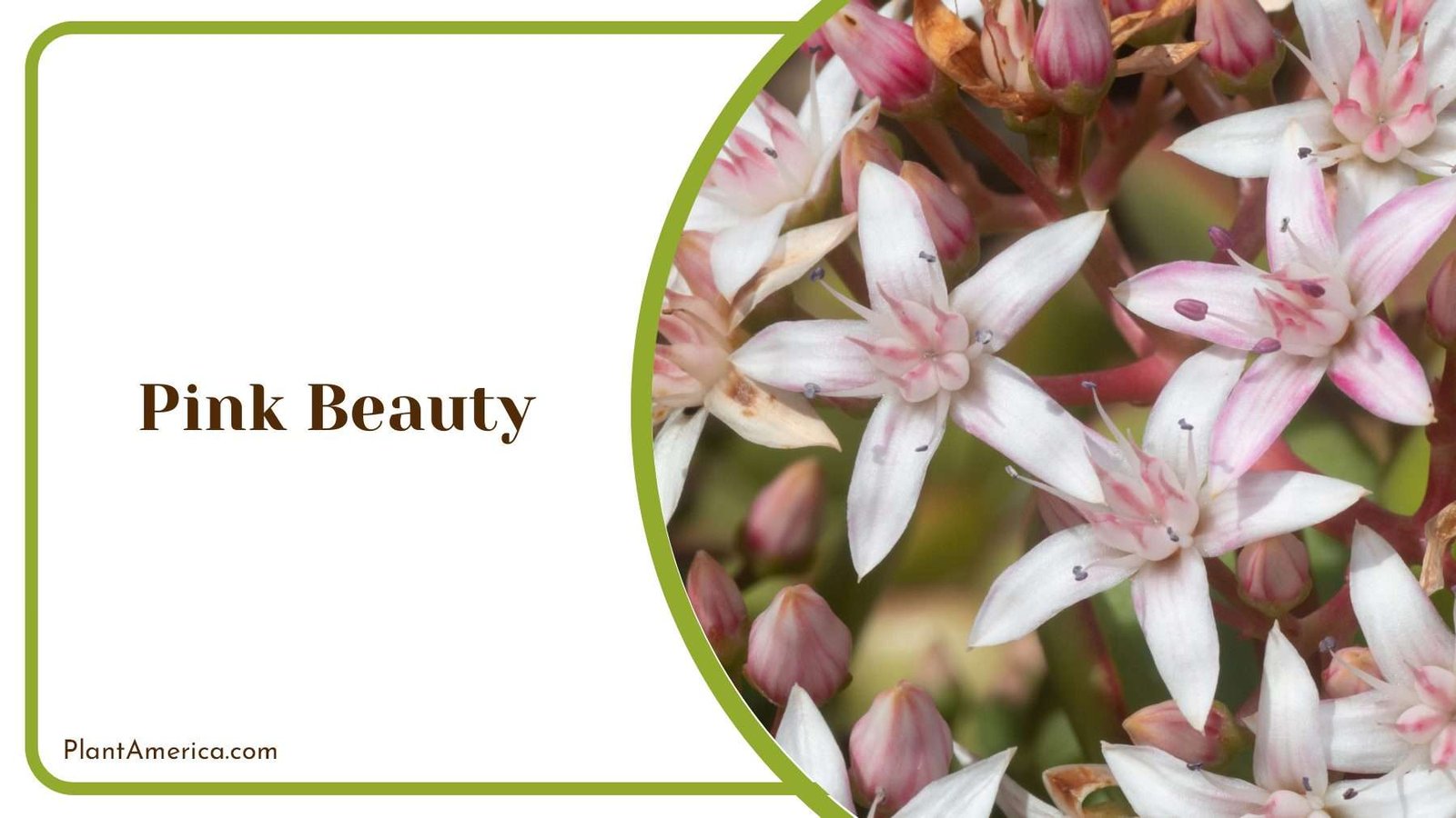 Pink Beauty Jade Plant Plant America