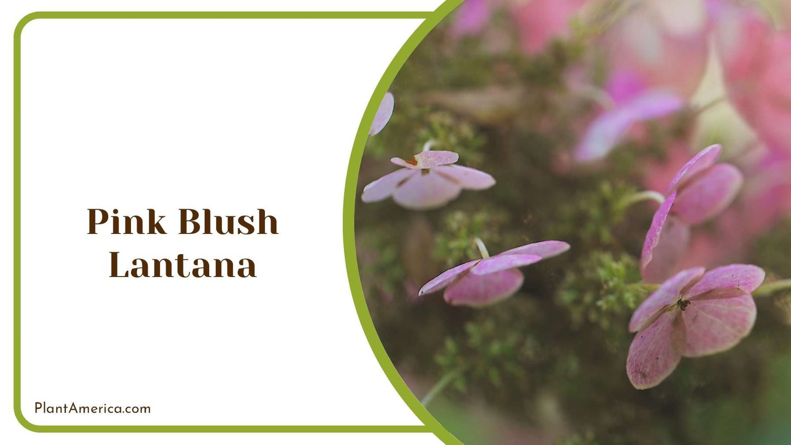 Pink Blush Lantana Blooms Plant America