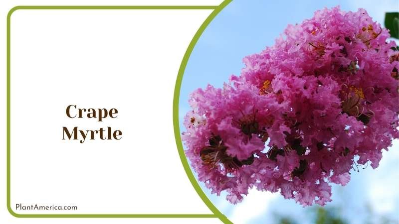 Pink Bushes Crape Myrtle Plant America