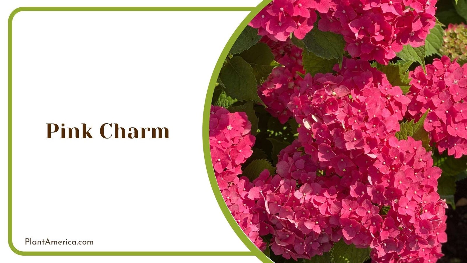 Pink Charm Tiny Flowers Plant America