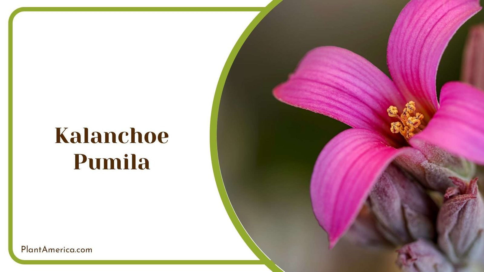 Pink Kalanchoe Pumila With Yellow Inside Plant America