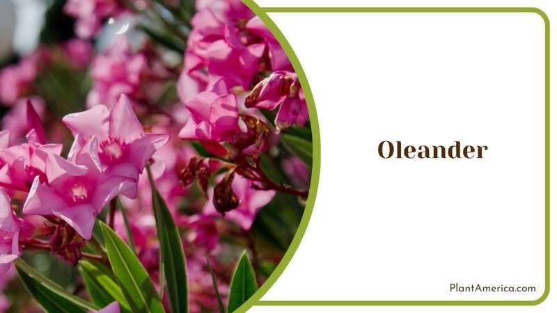Pink Oleander Bushes Plant America