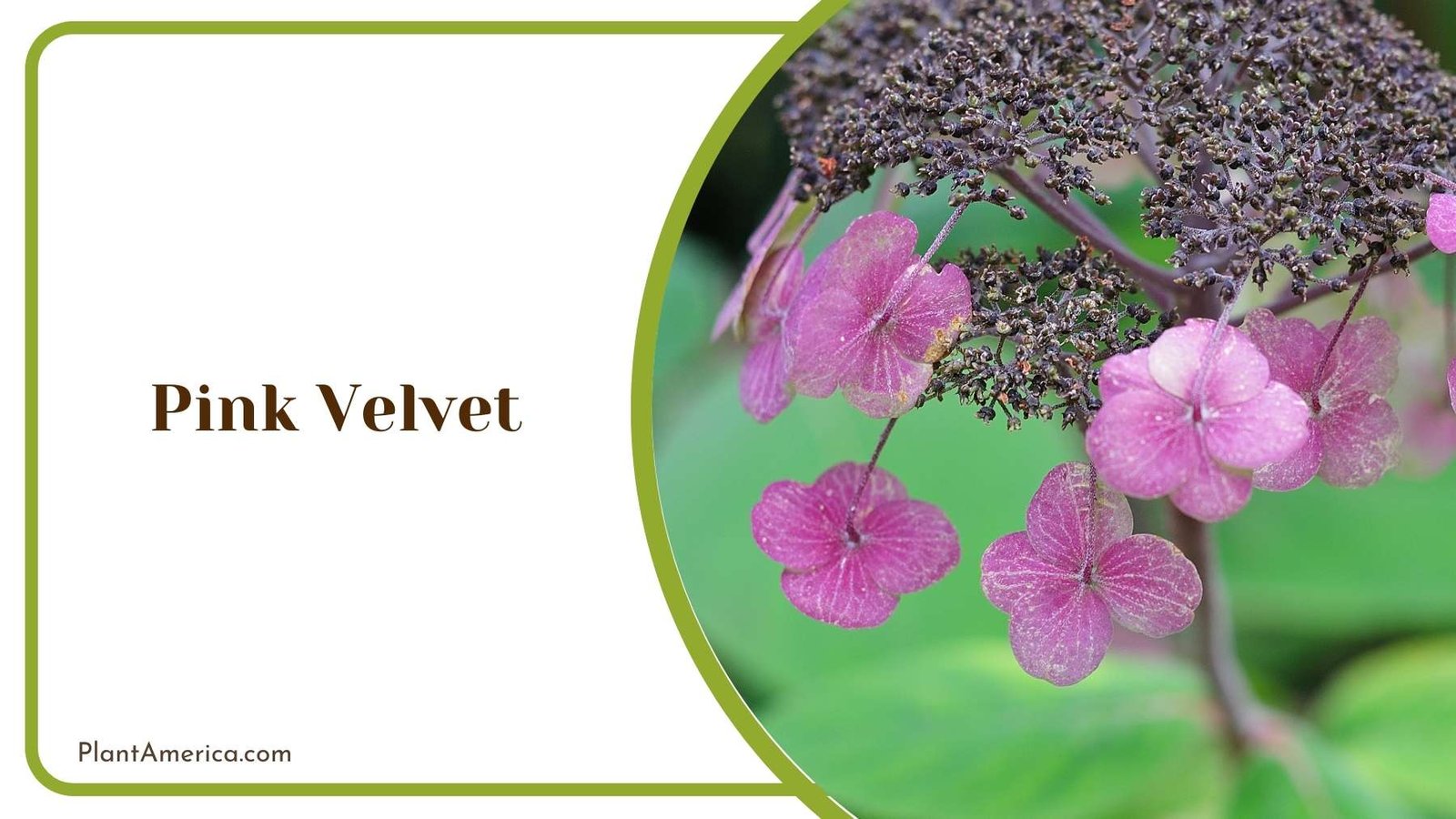 Pink Velvet Hydrangeas Plant America