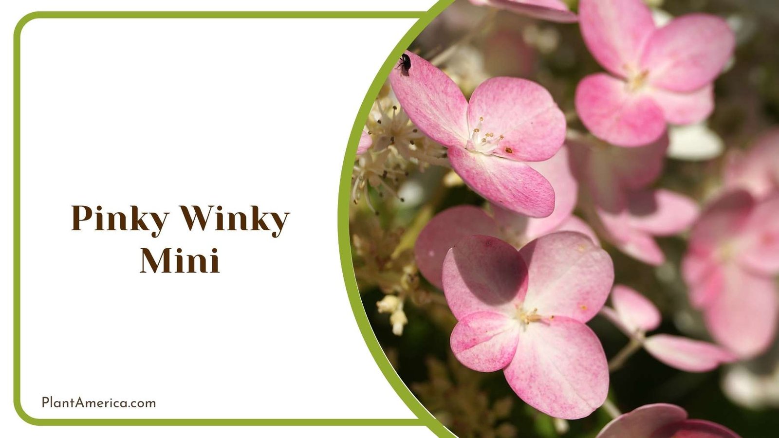 Pinky Winky Mini Flower Plant America