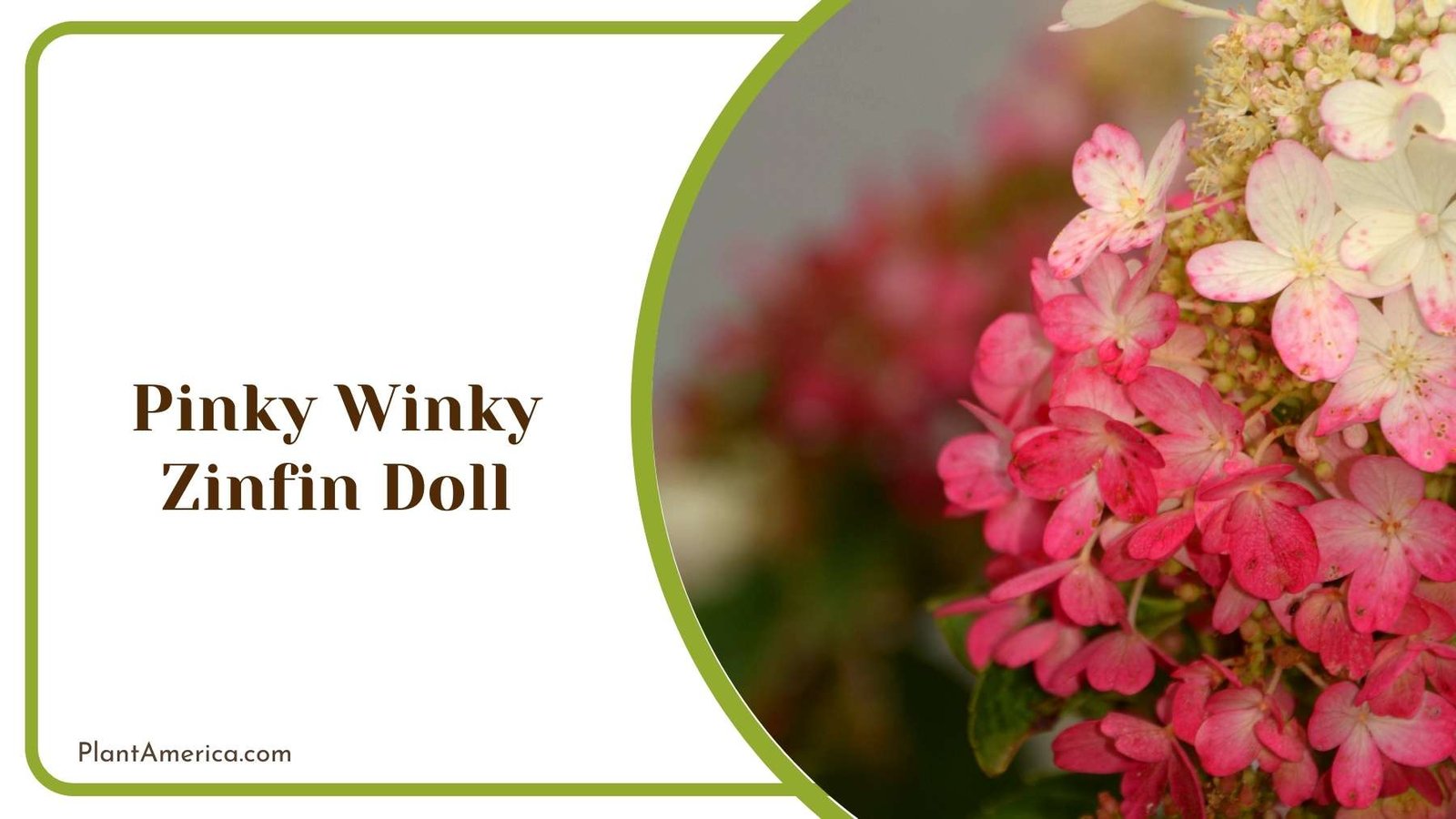 Pinky Winky Zinfin Doll Plant America