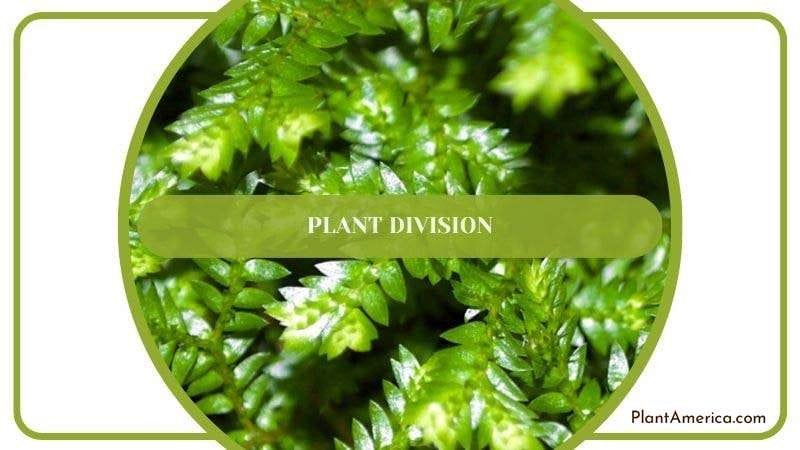 Plant Division Propagation of Selaginella Plant America Plant Division Propagation of Selaginella Plant America