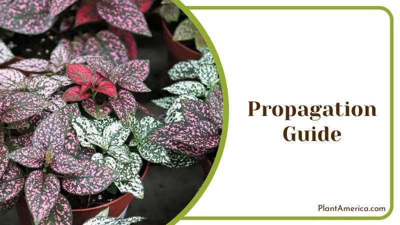 Polka Dot Plant Propagation Guide Plant America