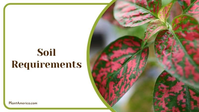 Polka Dot Plant soil reqirement Plant America