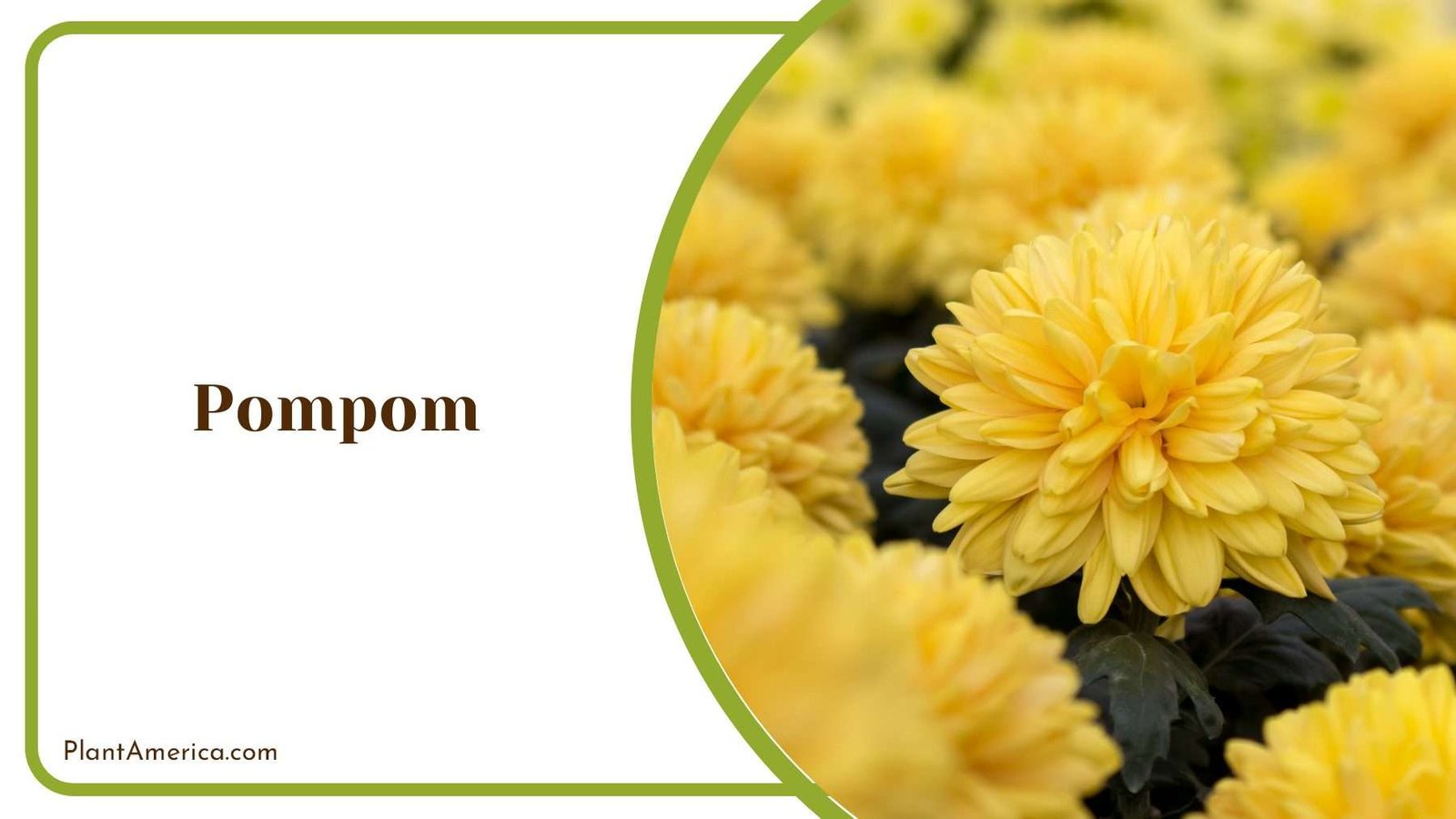 Pompom Yellow Chrysanthemum PlantAmerica